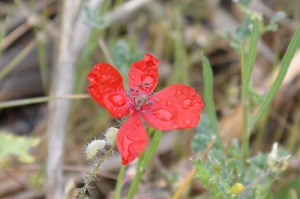 Papaver argemone (Eng: Prickly poppy, Hr: Mak) Unusual, very tiny poppy seen in the hills