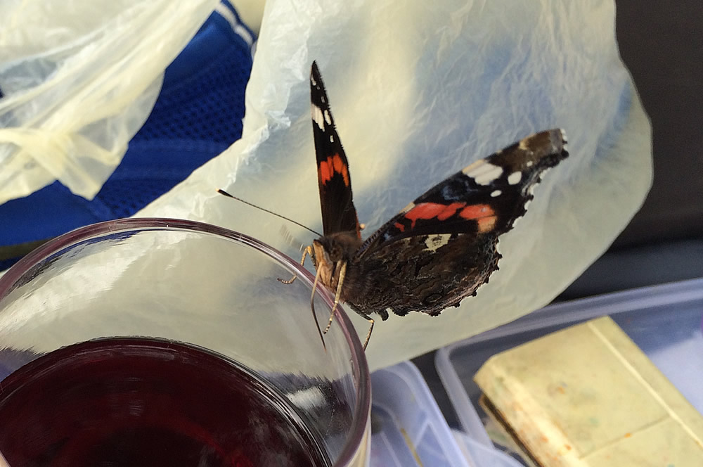 Red admiral likes a glass of wine
