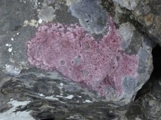 Pink lichen