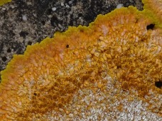 Crustose lichen detail