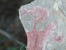 Pink crustose lichen