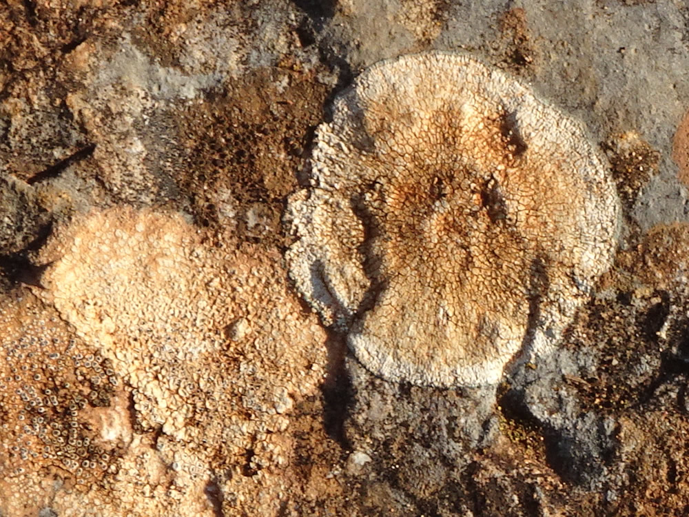 Brown crustose lichen