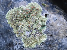 Lecanora lichen