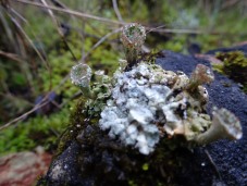 Cladonia lichen showing cups