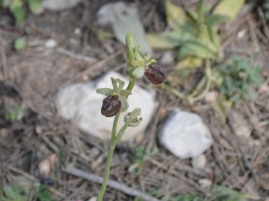 Ophrys liburnica 03/2020 Dol
